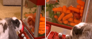 Conejito aprende a jugar en las máquinas recreativas para ganarse sus zanahorias Conejito aprende a jugar en las máquinas recreativas para ganarse sus zanahorias