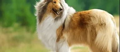 Collie raza adulta Collie raza adulta