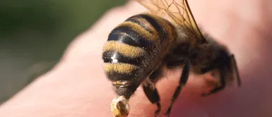 Abejas mueren cuando pican ¿Por qué las abejas mueren cuando pican? Conoce si es un mito o realidad