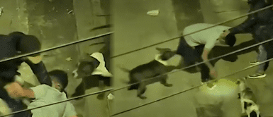 Ladrón utilizaba a su perro 'pitbull' para atacar a sus víctimas Ladrón utilizaba a su perro 'pitbull' para atacar a sus víctimas