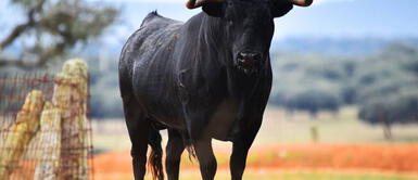 Este sueño con toro negro te dice que estás pasando por un mal momento ¿Qué significa soñar con un toro negro? Descubre su simbolismo oculto