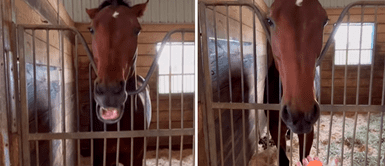 Caballo es fanático de las zanahorias y se emociona cuando ve a una de ellas Caballo es fanático de las zanahorias y se emociona cuando ve a una de ellas