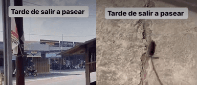 Joven saca a pasear a su peculiar mascota, para que reconozca el barrio Joven saca a pasear a su peculiar mascota, para que reconozca el barrio