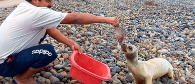 Pescador se solidariza con lobo de mar y lo alimenta en la orilla Pescador alimenta a lobo marino en la orilla del mar y lo adopta: "Quiero que te recuperes"