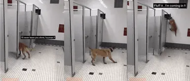 Los perros demostrando que no saben qué significa la privacidad Los perros demostrando que no saben qué significa la privacidad