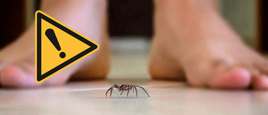 Por qué no matar arañas en tu casa ¿Por qué cometemos un grave error al matar las arañas en la casa?