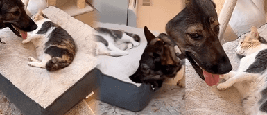 Cómodo gatito se apoderó de la cama de su compañero canino Cómodo gatito se apoderó de la cama de su compañero canino