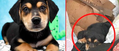 Perro fue adoptado, luego de ser encontrado en un basural Perrito fue rescatado en un basural y sus ojos reflejaron mucha tristeza