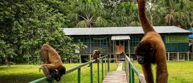 Son los sobrevivientes de los cazadores ilegales Desde Lima a la Isla de los Monos: Descubre cómo llegar con la guía más practica y económica