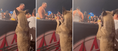 El perrito se volvió viral con emotiva reacción en Internet. Perrito sorprende al disfrutar función de lucha libre en primera fila: "Apoyaba con sus ladridos"