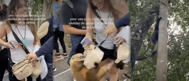 Travieso coatí asalta a turista en las cataratas de Iguazú Travieso coatí asalta a turista en las cataratas de Iguazú