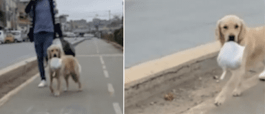 El perrito conmovió a miles de personas en redes sociales. Perro carga la comida a su amo que trabaja todos los días en la calle y enternece en las redes