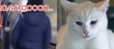 El joven expresó su indignación con la acción de la veterinaria. Denuncia a veterinaria tras pedir que duerma a su gato por unas horas, pero tuvo un trágico final