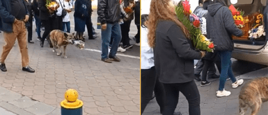 El perrito lució triste todo el recorrido. Un acto de amor eterno: Perrito rinde homenaje a su dueño con un ramo de flores en el funeral