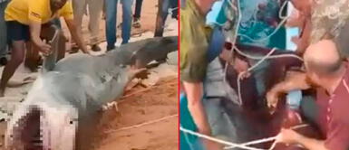 El tiburón sufrió en manos de los pobladores. Tragedia marina: Pescadores egipcios logran cazar al mortífero tiburón que cobró la vida de un turista