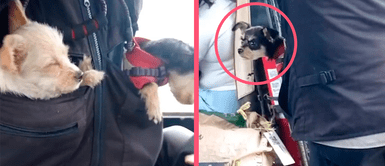 Perritos enternecen las redes al cobrar pasaje en un bus de transporte público junto a su papá humano: “Estamos chambeando con mi papá” Perritos enternecen las redes al cobrar pasaje en un bus de transporte público junto a su papá humano: “Estamos chambeando con mi papá”