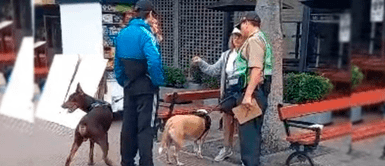 Miraflores: dueña de perro sin bozal que mató a gatito recibió multa por casi 1,000 soles Miraflores: dueña de perro sin bozal que mató a gatito recibió multa por casi S/ 1,000