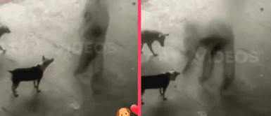 Figura paranormal conmueve en redes sociales tras alimentar a un par de perritos Figura paranormal conmueve en redes sociales tras alimentar a un par de perritos