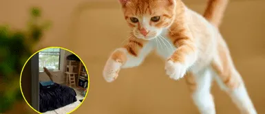 Gatito no pudo con su genio y salió volando por la ventana. Gatito no pudo con su genio y salió volando por la ventana.