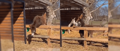 Burrito mostró sus hábilidades de gimnasta haciendo reír a sus visistantes. Burrito mostró sus hábilidades de gimnasta haciendo reír a sus visistantes.