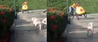 El heladero protagonizó una mortal maniobra. Heladero acelera su carrito, hace una mortal maniobra y sucede lo impensado