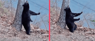 Oso enternece las redes por peculiar forma de rascarse la espalda Oso enternece las redes por peculiar forma de rascarse la espalda