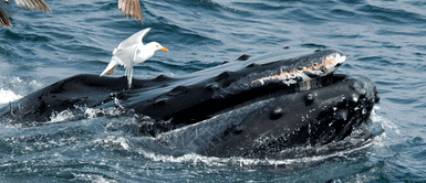 De terror: las gaviotas atacan y se comen a las ballenas sin razón alguna. ¡Terrible!: las gaviotas se están devorando VIVAS a las ballenas y ponen en peligro su existencia