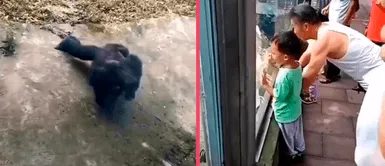 Gorila rompe las redes tras enfrascarse en intenso duelo por saber quién realiza más flexiones Gorila rompe las redes tras enfrascarse en intenso duelo por saber quién realiza más flexiones