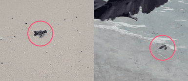 ¡Y se marchó! Tortuga de mar intenta retornar a su hogar, pero tiene un trágico final ¡Y se marchó! Tortuga de mar intenta retornar a su hogar, pero tiene un trágico final