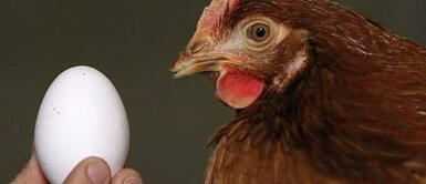 La respuesta que todos esperaban llega a su fin ¡La espera ha terminado! Científicos finalmente contestan la pregunta del siglo: ¿Qué surgió primero, el huevo o la gallina?