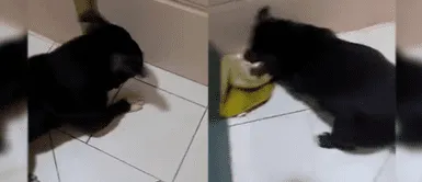 Perro sorprendió al mostrar sus cualidades gatunas para cazar a un pericote. Perro sorprendió al mostrar sus cualidades gatunas para cazar a un pericote.