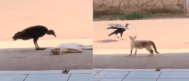 Gallinazo fue por gato y terminó trasquilado. Gallinazo fue por gato y terminó trasquilado.