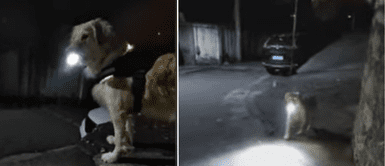 El perrito se volvió viral en redes sociales. El perrito se volvió viral en redes sociales.