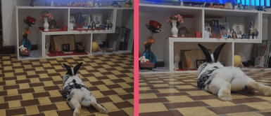 Conejo viendo 'El Gran Chef Famosos' Conejo se vuelve viral en TikTok al mirar con atención ‘El Gran Chef Famosos’: “Que no cocinen conejo”