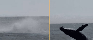 La ballena sorprendió a pescadores. La ballena sorprendió a pescadores.