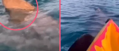 ¡Momentos de terror! Joven se encontraba pescando tranquilamente y tiburón la termina asechando ¡Momentos de terror! Joven se encontraba pescando tranquilamente y tiburón la termina asechando