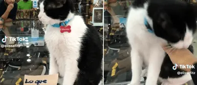 El minino pide ayuda para comprar sus croquetas. El minino pide ayuda para comprar sus croquetas.