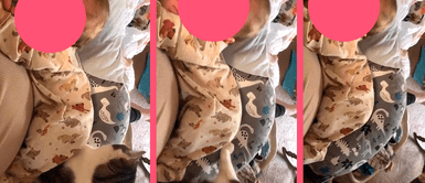 Gatito trabaja de 'niñera', pero huye tras fuertes flatulencias: "¡Me voy de aquí!" Gatito trabaja de 'niñera', pero huye tras fuertes flatulencias: "¡Me voy de aquí!"