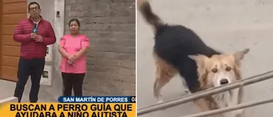 Niño busca encontrarse con su perrito Osito. Niño busca encontrarse con su perrito Osito.