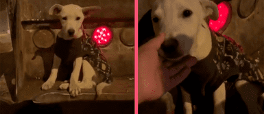 ¡Se ganó el cielo! Perrito abandonado en basurero es adoptado por trabajador de limpieza ¡Se ganó el cielo! Perrito abandonado en basurero es adoptado por trabajador de limpieza