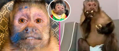 Georgie boy, el mono más famoso de TikTok. Conoce la historia de Georgie boy, el mono más famoso de TikTok y de stickers de WhatsApp