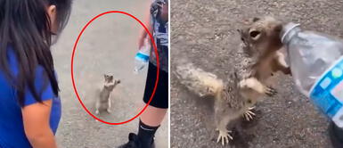 Ardilla pidió agua a una familia tras alta temperatura Captan a ardilla pidiendo agua a una familia tras padecer muchísimo calor