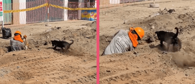 Perro trabaja al lado de su dueño Cachorro se roba los corazones en TikTok al ayudar a su dueño a trabajar