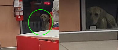 La escena se volvió viral en las redes sociales. Joven se apiada de perrita hambrienta que miraba a comensales de un restaurante de comida rápida: "Hermoso gesto"