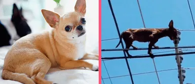 Chihuahua sorprende a todos los vecinos tras aparecer de un momento a otro sobre cables de corriente eléctrica y se viraliza en redes Chihuahua sorprende a todos los vecinos tras aparecer de un momento a otro sobre cables de corriente eléctrica y se viraliza en redes