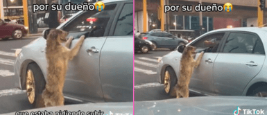 El perrito conmovió a miles de personas en TikTok. El perrito conmovió a miles de personas en TikTok.