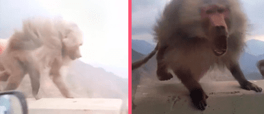 Mono estalla en ira contra la ventana de un auto tras sufrir fuerte susto por pasajero Mono estalla en ira contra la ventana de un auto tras sufrir fuerte susto por pasajero