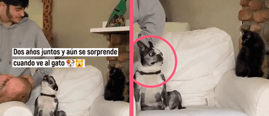 Perrito recibe cariño de su papá humano y se lleva tremendo susto a ver a su hermano gatuno Perrito recibe cariño de su papá humano y se lleva tremendo susto a ver a su hermano gatuno