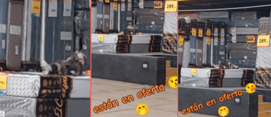 Los perritos no dejaban de saltar de un lado a otro. Los perritos no dejaban de saltar de un lado a otro.