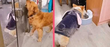 Perrito pelean a muerte, pero se detienen por un poco de agua y se vuelven virales Perrito pelean a muerte, pero se detienen por un poco de agua y se vuelven virales